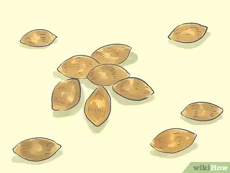 Image titled Grow a Queen Palm Step 1