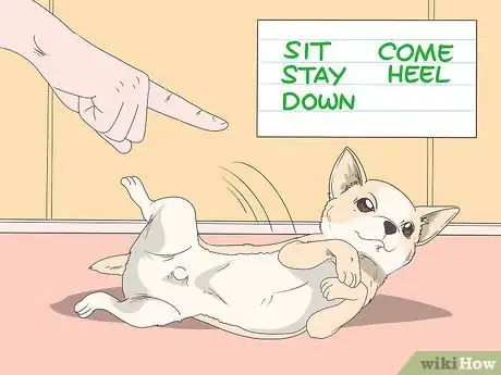 Image titled Train Chihuahuas Step 5