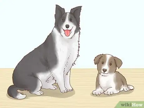 Image titled Choose a Border Collie Step 5