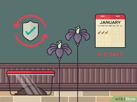 Image titled Store Iris Bulbs Step 10