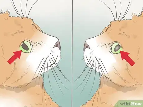 Image titled Diagnose Keratitis in Cats Step 6