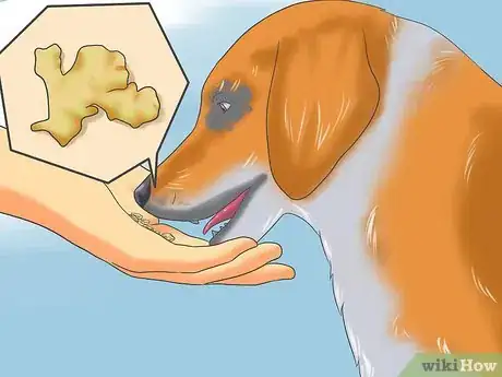 Image titled Deal with Severe Motion Sickness in Dogs Step 11