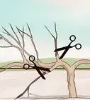 Prune Vines