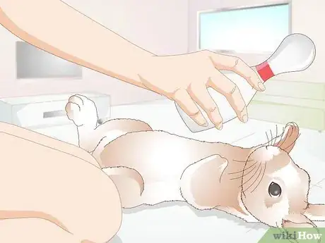 Image titled Care for Disabled Rabbits Step 17