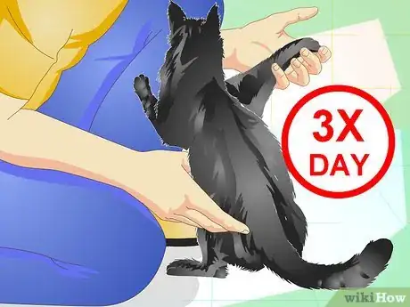 Image titled Care for an Overweight Cat Step 9