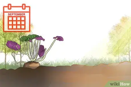 Image titled Care for Cyclamen Plants Step 9