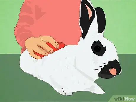 Image titled Care for Himalayan Rabbits Step 10