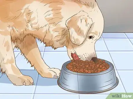 Image titled Get Veterinary Hospice Care for Your Dog Step 12