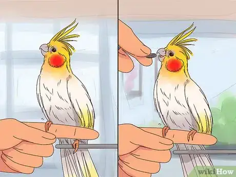 Image titled Train Cockatiels Step 12