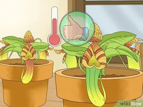 Image titled Care for Nepenthes (Tropical Pitcher Plants) Step 4