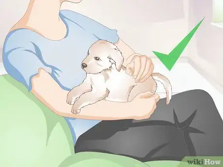 Image titled Get to Know Your Puppy Step 10