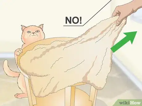 Image titled Manage Wool Sucking in Cats Step 2