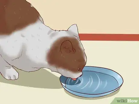 Image titled Cure a Cat of Constipation Step 16