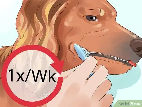 Image titled Groom a Sussex Spaniel Step 13