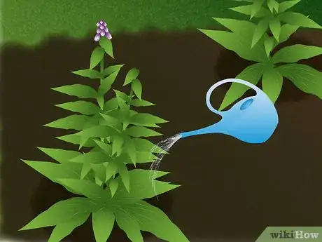 Image titled Grow Foxglove Step 8