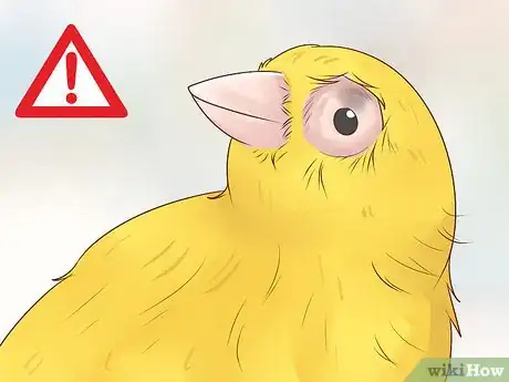 Image titled Know if a Canary Is Right for You Step 11