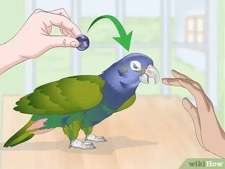 Image titled Bond with a Pionus Parrot Step 17