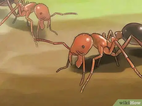 Image titled Identify Fire Ant Stings Step 1