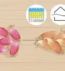 Grow Shallots