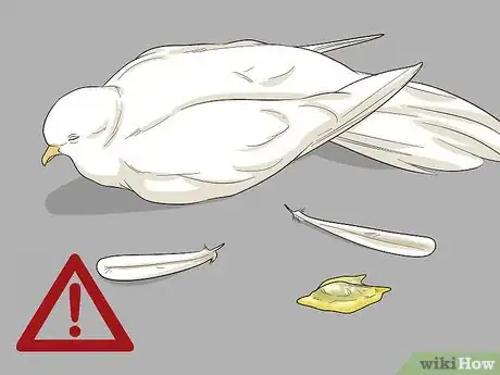 Image titled Treat Pneumonia in Doves Step 1