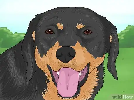 Image titled Identify a Smaland Hound Step 4