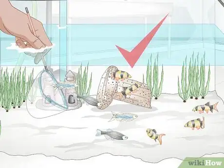 Image titled Take Care of Botia Fish Step 13