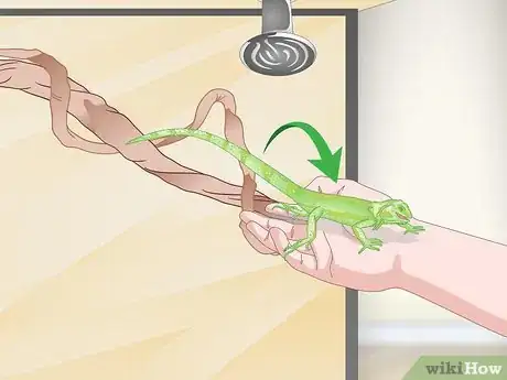 Image titled Care for a Green Iguana Hatchling Step 13