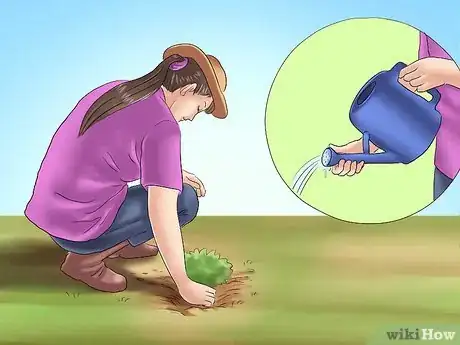 Image titled Plant Evergreen Shrubs Step 12