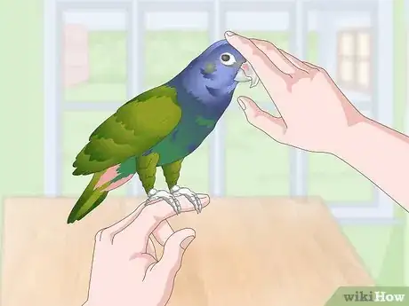 Image titled Bond with a Pionus Parrot Step 13