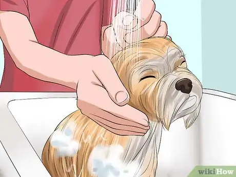 Image titled Bathe a Shih Tzu Puppy Step 9
