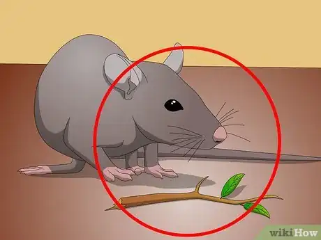 Image titled Clean Your Rat's Teeth Step 6