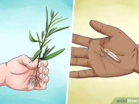 Image titled Grow Tarragon Step 2