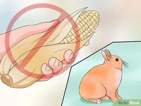 Image titled Care for Palomino Rabbits Step 12