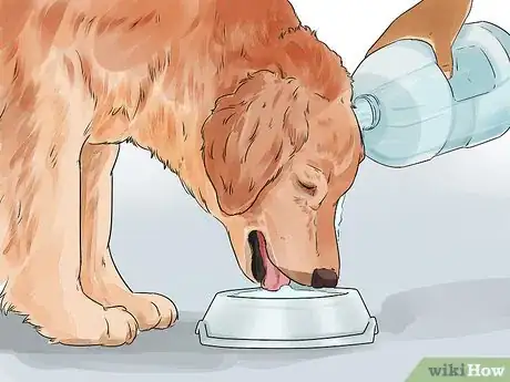 Image titled Protect Your Dog Around Natural Water Sources Step 2