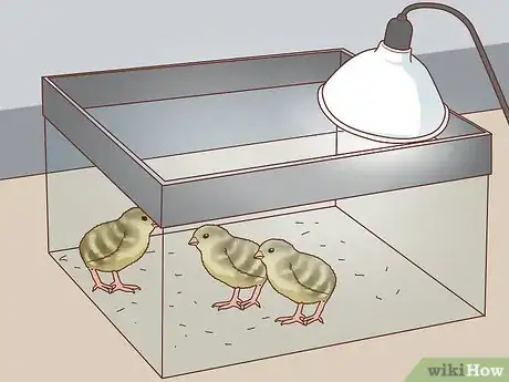Image titled Buy Quail Chicks Step 14