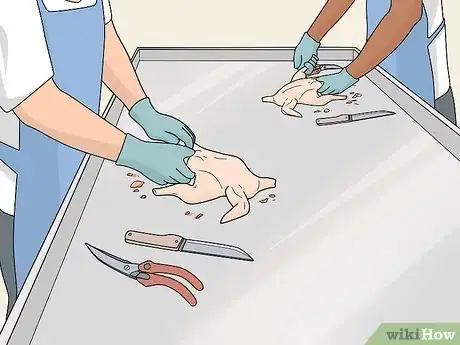 Image titled Raise Meat Chickens Step 22