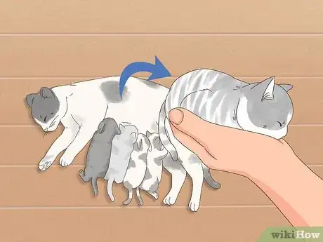 Image titled Find Homes for a Litter of Kittens Step 5