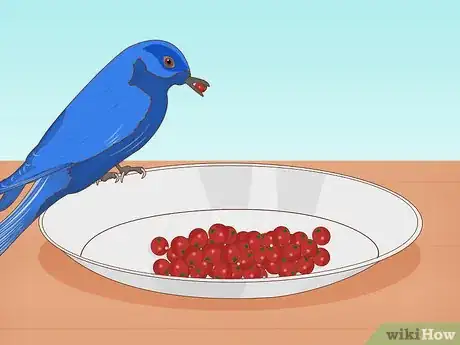 Image titled Attract Eastern Bluebirds Step 14