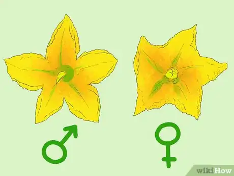 Image titled Cross Pollinate Different Vegetables to Create Hybrids Step 4