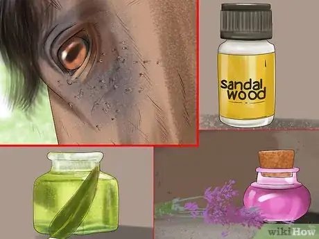 Image titled Keep a Horse Clean on a Budget Step 2