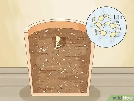 Image titled Grow Mandarin Trees Step 14