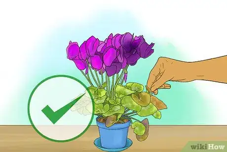 Image titled Care for Cyclamen Plants Step 6