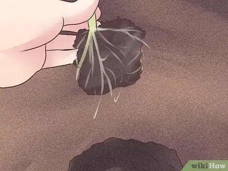 Image titled Plant English Ivy Step 7