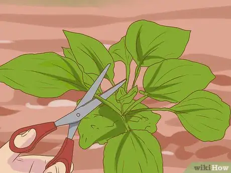 Image titled Harvest Plantain Leaves Step 5