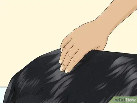 Image titled Identify a Beauceron Step 9