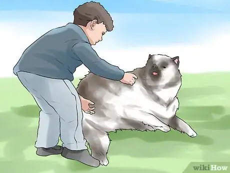 Image titled Identify a Keeshond Step 10