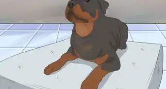 Treat Arthritis in Rottweilers