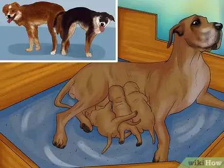 Image titled Perform Pre‐Breeding Health Checks for Dogs Step 12