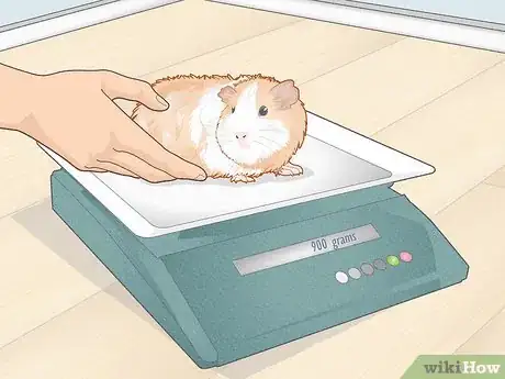 Image titled Prevent Your Guinea Pig from Becoming Sick Step 22
