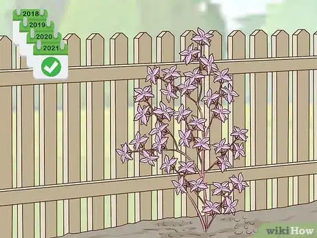 Image titled Grow Boronia Step 17